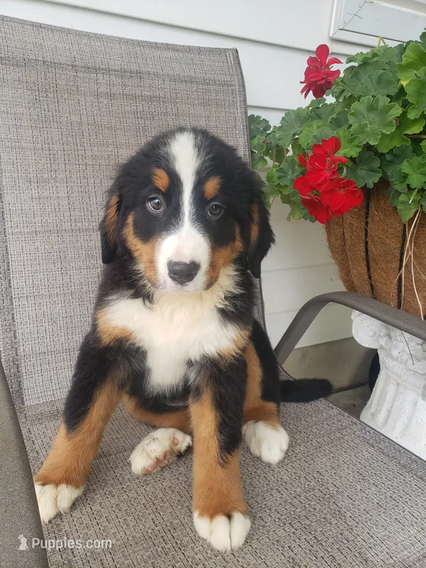 Lilly – Bernese Mountain Dog puppy for sale in New Haven, IN