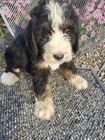 Benji, a male Bernedoodle for sale in New Haven, IN – 7 of 10