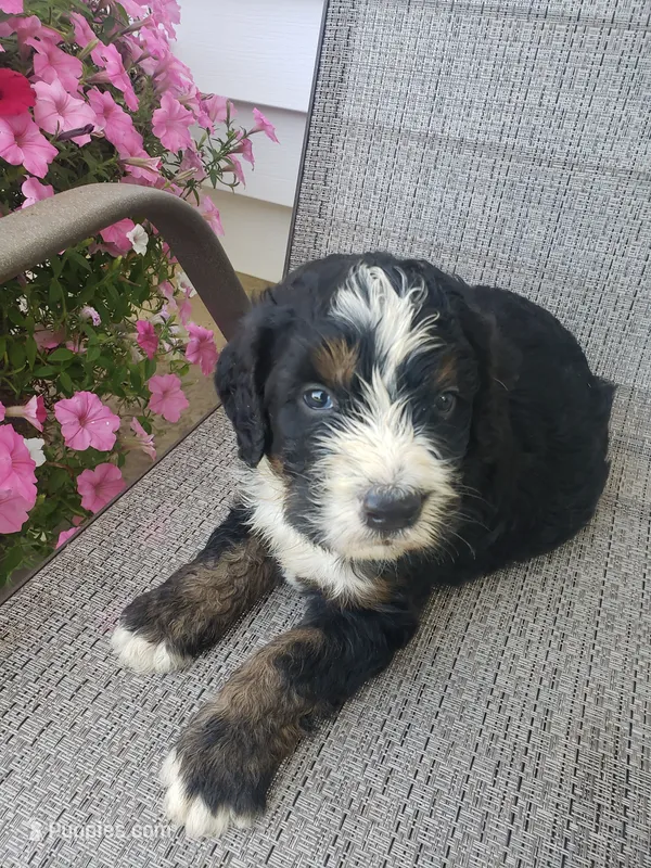 MOOSE  – Bernedoodle puppy for sale in New Haven, IN