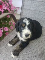 MOOSE , a male Bernedoodle for sale in New Haven, IN – 1 of 10