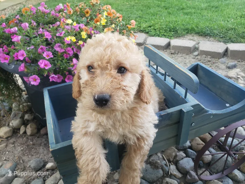 Cooper – Miniature Goldendoodle puppy for sale in New Haven, IN