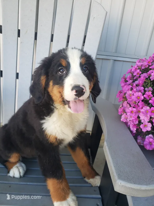 Lena – Bernese Mountain Dog puppy for sale in New Haven, IN