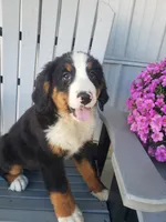 Lena, a female Bernese Mountain Dog for sale in New Haven, IN – 1 of 9