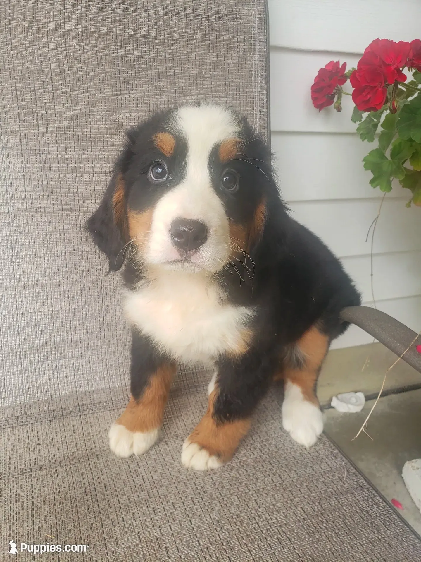 Emily, a female Bernese Mountain Dog for sale in New Haven, IN – 4 of 7