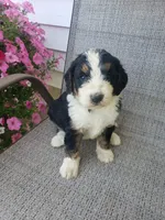 Emma , a female Bernedoodle for sale in New Haven, IN – 7 of 10