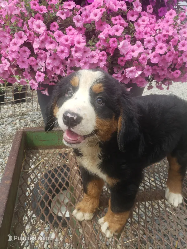 Maddie  – Bernese Mountain Dog puppy for sale in New Haven, IN
