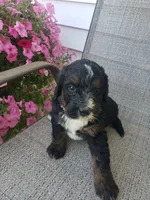 Bear, a male Bernedoodle for sale in New Haven, IN – 9 of 9