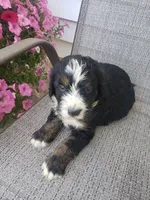 MOOSE , a male Bernedoodle for sale in New Haven, IN – 7 of 10