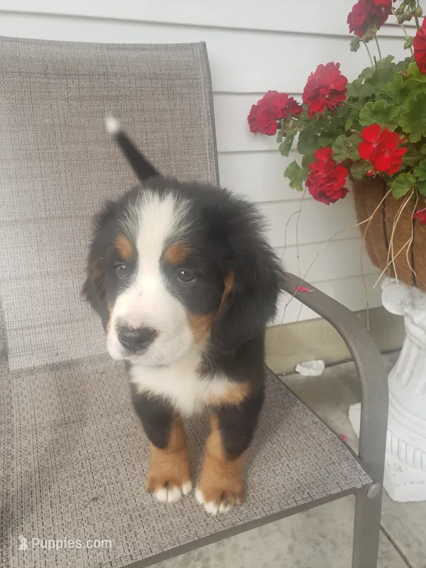 Lena – Bernese Mountain Dog puppy for sale in New Haven, IN