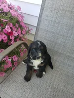 Bear, a male Bernedoodle for sale in New Haven, IN – 7 of 9