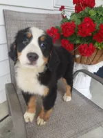 Daisy , a female Bernese Mountain Dog for sale in New Haven, IN – 1 of 10
