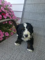 Roscoe , a male Bernedoodle for sale in New Haven, IN – 6 of 8