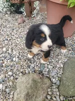  Bear, a male Bernese Mountain Dog for sale in New Haven, IN – 2 of 6