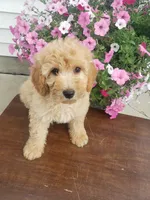 Sammy , a male Miniature Goldendoodle for sale in New Haven, IN – 9 of 9