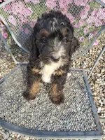 Bear, a male Bernedoodle for sale in New Haven, IN – 6 of 9