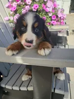 Duke, a male Bernese Mountain Dog for sale in New Haven, IN – 1 of 10