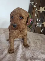 Peaches , a female Miniature Goldendoodle for sale in New Haven, IN – Photo 3 of 10