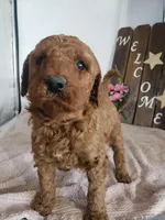 Peaches , a female Miniature Goldendoodle for sale in New Haven, IN – Photo 10 of 10
