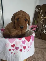 Peaches , a female Miniature Goldendoodle for sale in New Haven, IN – Photo 9 of 10