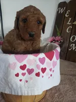 Peaches , a female Miniature Goldendoodle for sale in New Haven, IN – Photo 6 of 10