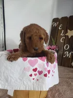 Peaches , a female Miniature Goldendoodle for sale in New Haven, IN – Photo 4 of 10