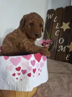 Peaches , a female Miniature Goldendoodle for sale in New Haven, IN – Photo 2 of 10