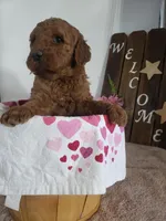 Peaches , a female Miniature Goldendoodle for sale in New Haven, IN – Photo 8 of 10
