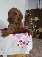 Peaches , a female Miniature Goldendoodle for sale in New Haven, IN – Photo 7 of 10