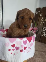 Peaches , a female Miniature Goldendoodle for sale in New Haven, IN – Photo 1 of 10