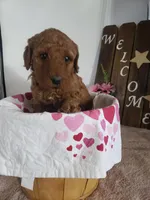 Peaches , a female Miniature Goldendoodle for sale in New Haven, IN – Photo 5 of 10