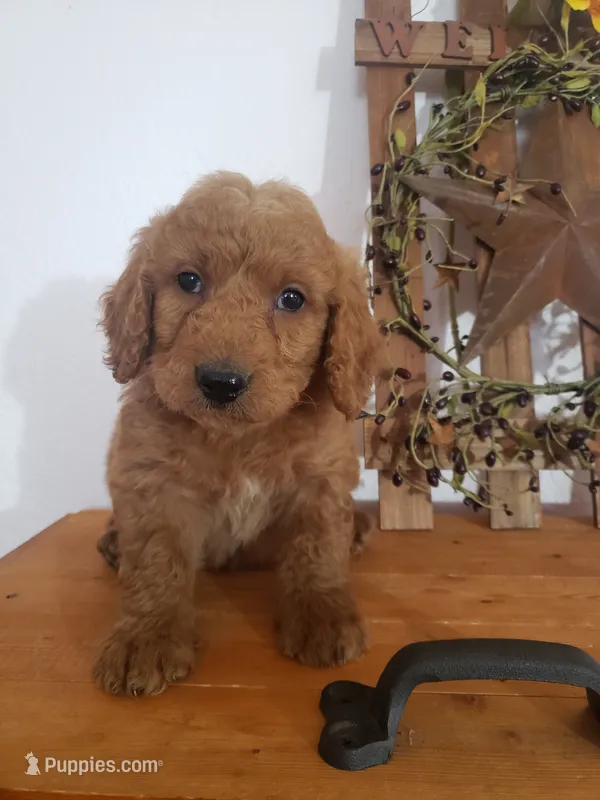 Teddy  – Miniature Goldendoodle puppy for sale in New Haven, IN