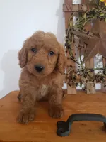 Teddy , a male Miniature Goldendoodle for sale in New Haven, IN – 1 of 5