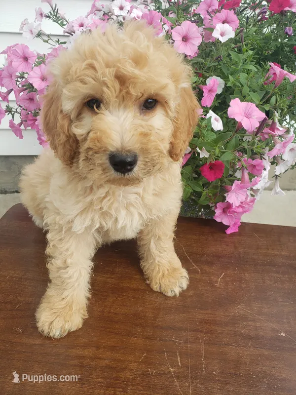 Sammy  – Miniature Goldendoodle puppy for sale in New Haven, IN
