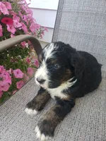 MOOSE , a male Bernedoodle for sale in New Haven, IN – 4 of 10