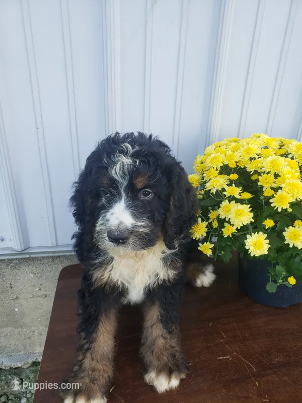 Roscoe  – Bernedoodle puppy for sale in New Haven, IN