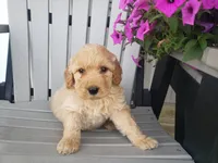 Sammy , a male Miniature Goldendoodle for sale in New Haven, IN – 5 of 5