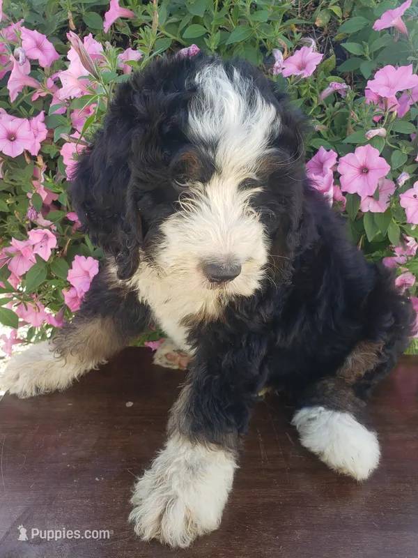 Benji – Bernedoodle puppy for sale in New Haven, IN