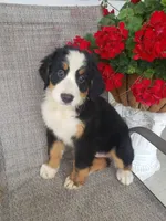 Dasiy , a female Bernese Mountain Dog for sale in New Haven, IN – 3 of 5