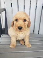 Sammy , a male Miniature Goldendoodle for sale in New Haven, IN – 2 of 5
