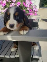 Duke, a male Bernese Mountain Dog for sale in New Haven, IN – 7 of 10
