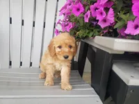 Linda, a female Miniature Goldendoodle for sale in New Haven, IN – 3 of 4