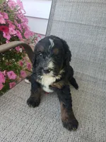 Bear, a male Bernedoodle for sale in New Haven, IN – 2 of 9