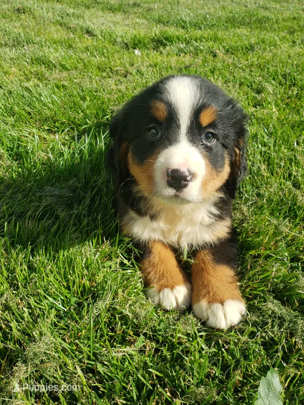 Lilly  – Bernese Mountain Dog puppy for sale in New Haven, IN