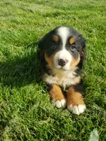 Lilly , a female Bernese Mountain Dog for sale in New Haven, IN – 1 of 10