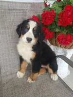 Daisy , a female Bernese Mountain Dog for sale in New Haven, IN – 2 of 10