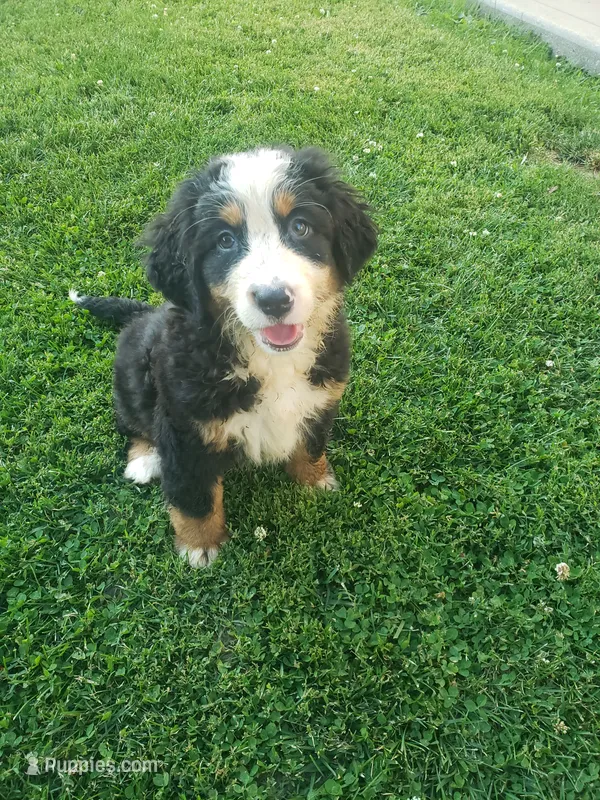 Emma  – Bernese Mountain Dog puppy for sale in New Haven, IN
