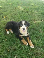Maddie , a female Bernese Mountain Dog for sale in New Haven, IN – 9 of 9