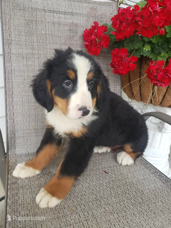 Lena – Bernese Mountain Dog puppy for sale in New Haven, IN