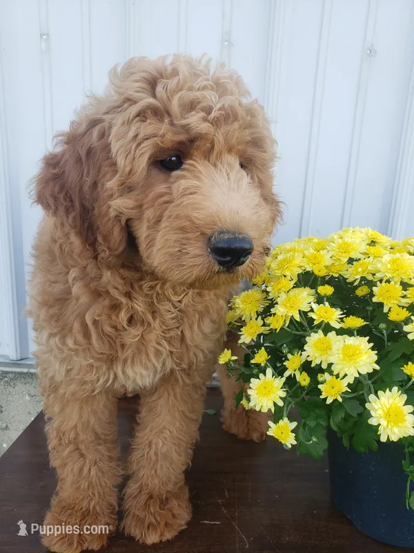 Noah – Miniature Goldendoodle puppy for sale in New Haven, IN