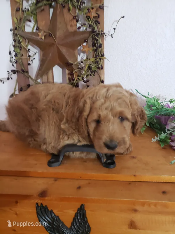 Noah – Miniature Goldendoodle puppy for sale in New Haven, IN
